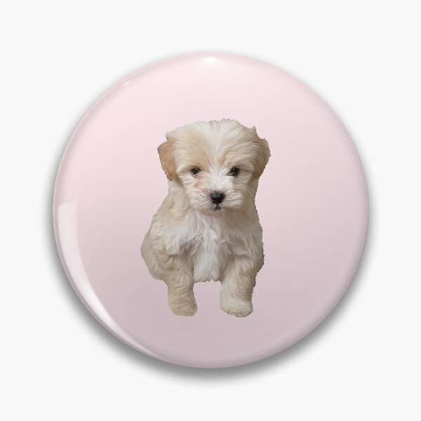 Item preview, Cute Adorable Maltipoo Puppy designed and sold by Tara R.