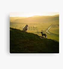 Scottish Sheep and Lamb Canvas Print