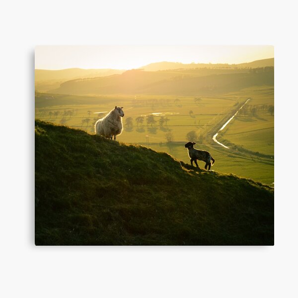 Scottish Sheep and Lamb Canvas Print