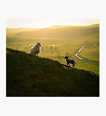 Scottish Sheep and Lamb Photographic Print