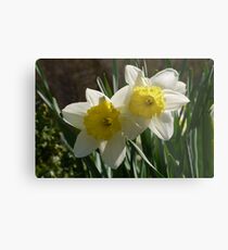 Daffodil Pair Metal Print