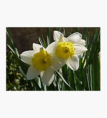 Daffodil Pair Photographic Print