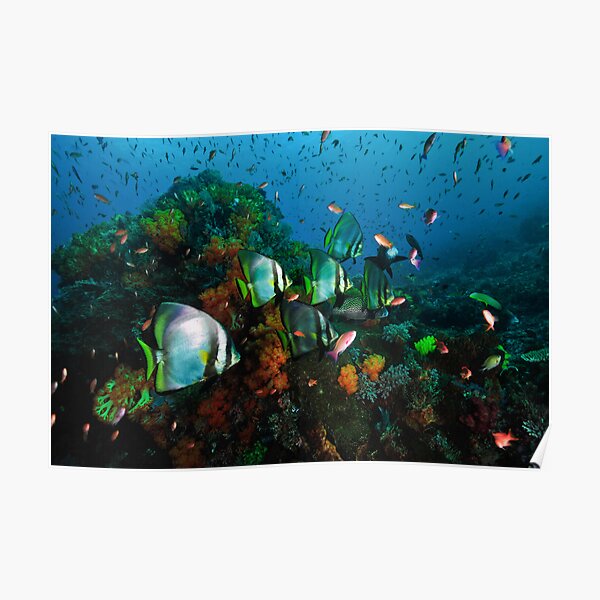 Fishy Poster