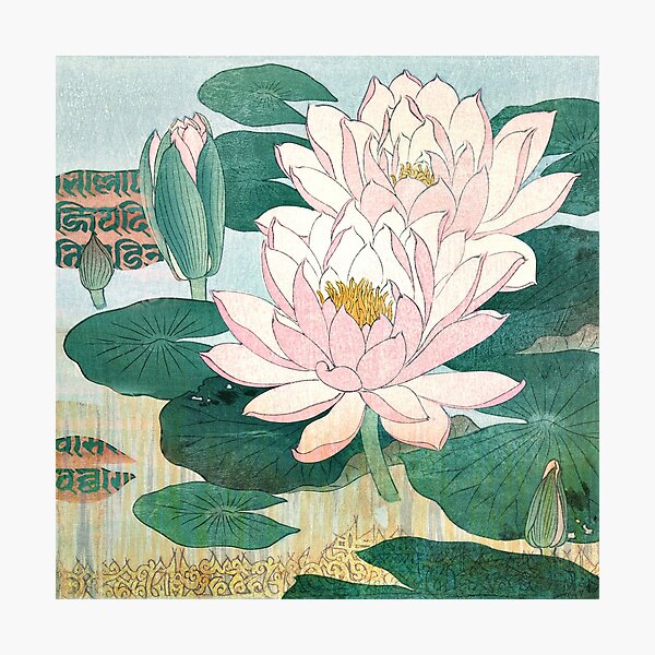 Sacred Lotus Flower Photographic Print