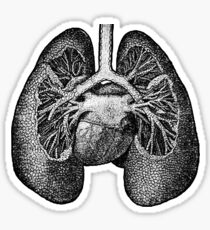 Anatomical Lungs Sticker