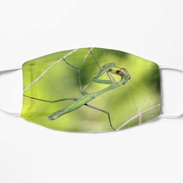 Praying Mantis Preening Mask