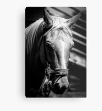 Horse Metal Print