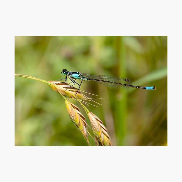 Damselfly Photographic Print