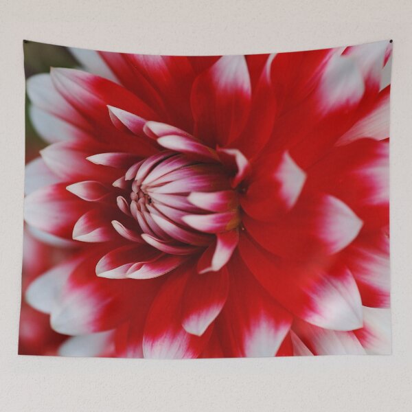 Item preview, Dahlia Bloom Rich Red and White, designed and sold by Joy Watson - Natural Light Photography .