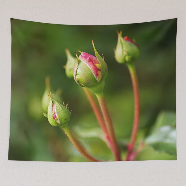 Item preview, Five Pink Rose In Buds designed and sold by Joy Watson - Natural Light Photography .