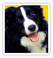 BORDER COLLIE Sticker