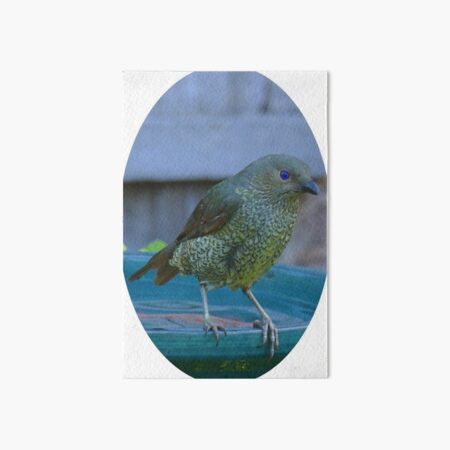 Satin Bowerbird in an oval Art Board Print