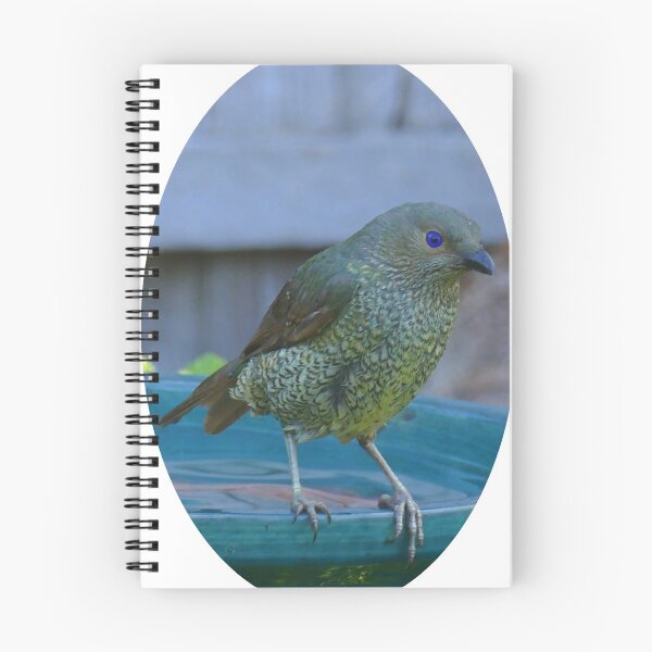 Item preview, Satin Bowerbird in an oval designed and sold by Colin Dixon.
