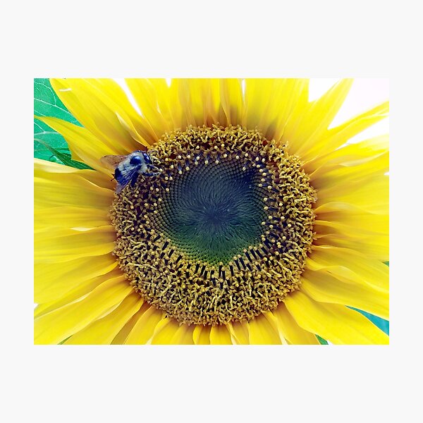 Item preview, Bee on Sunflower designed and sold by RaginCanajun.