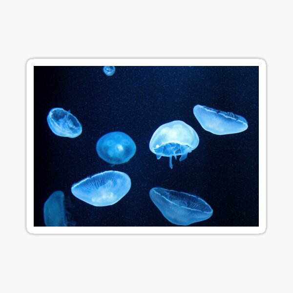 Swimming Jellyfish Sticker
