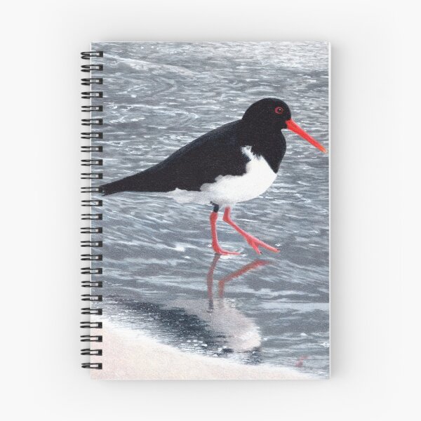 Item preview, Pied oystercatcher designed and sold by Milly Formby.