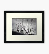 Winter Framed Print