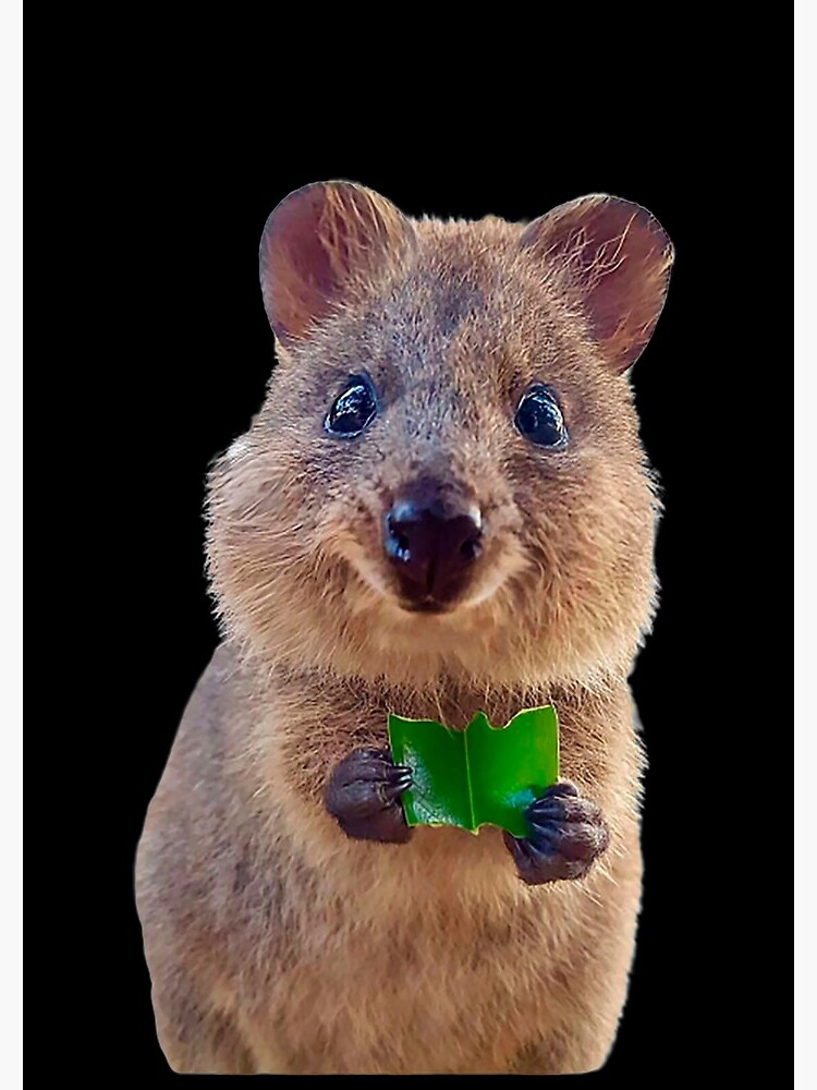 necoページquokka Quokka