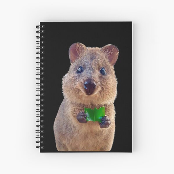 Quokka