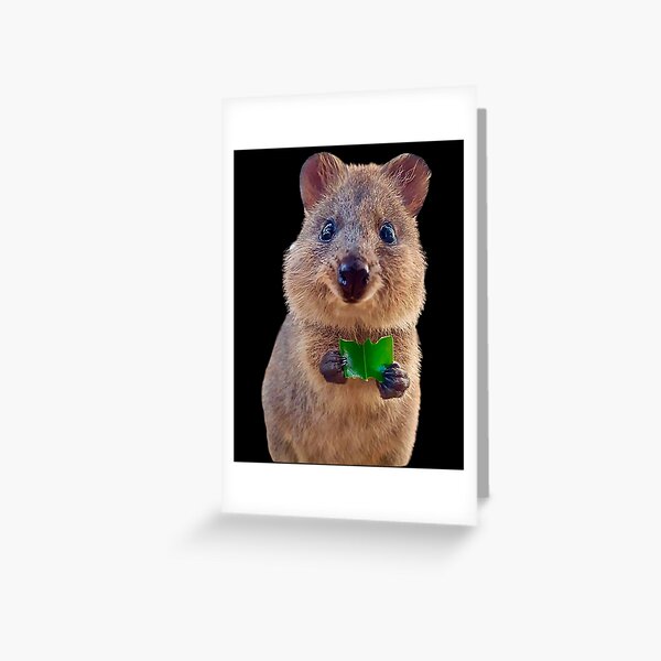 schöne Quokka Grußkarte