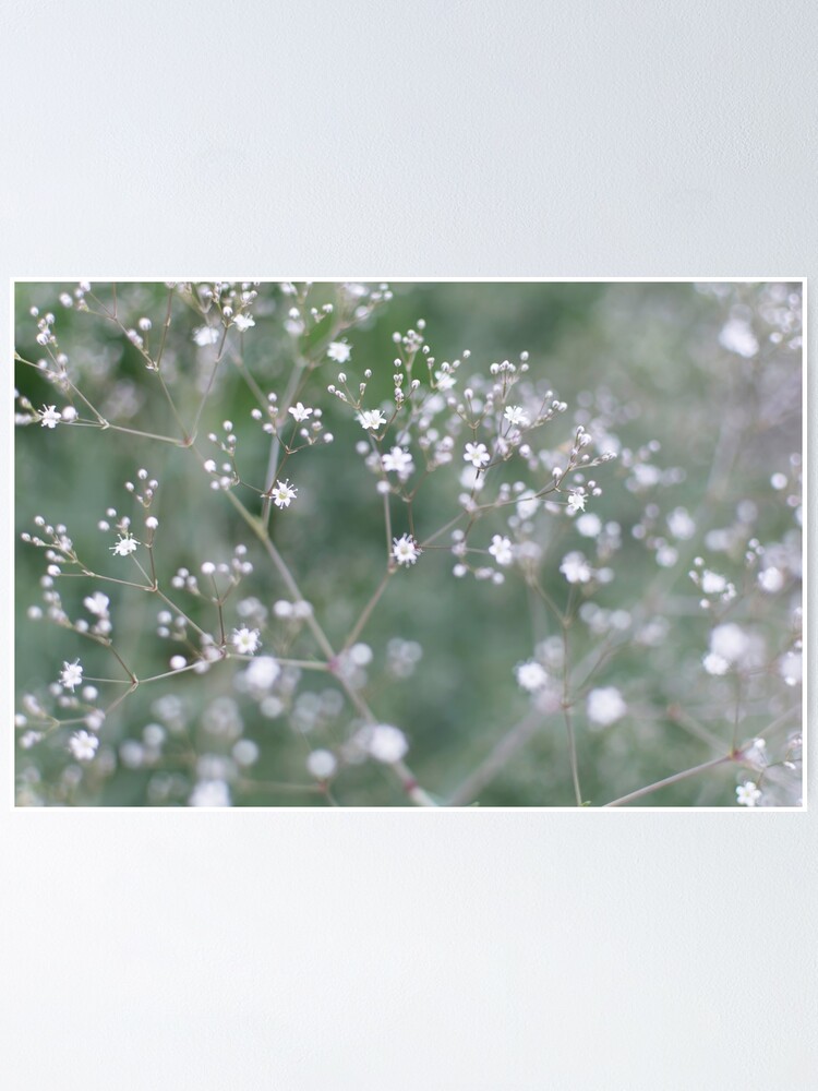 White Baby's Breath (Gypsophila paniculata) flowers | Poster