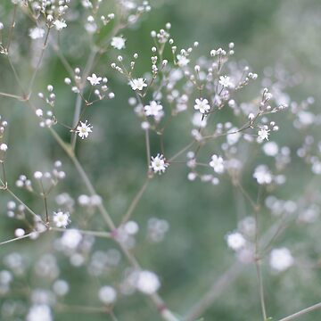 White Baby's Breath (Gypsophila paniculata) flowers | Poster