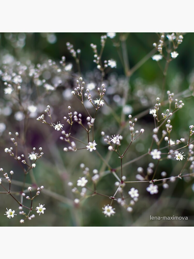 White Baby's Breath (Gypsophila paniculata) flowers | Tote Bag