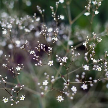 White Baby's Breath (Gypsophila paniculata) flowers | Tote Bag