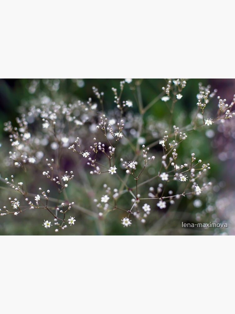 White Baby's Breath (Gypsophila paniculata) flowers | Sticker