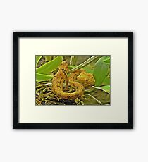 Eyelash viper Framed Print