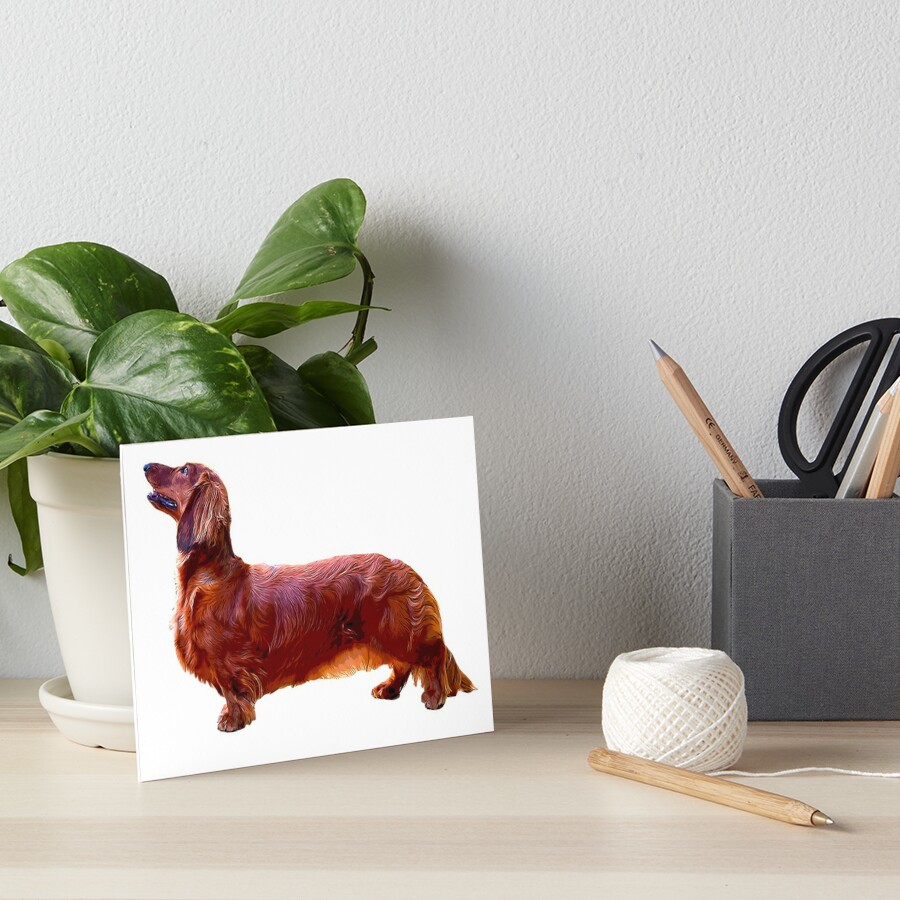 Dachshund Long Haired Mini Shaded Red Dog 