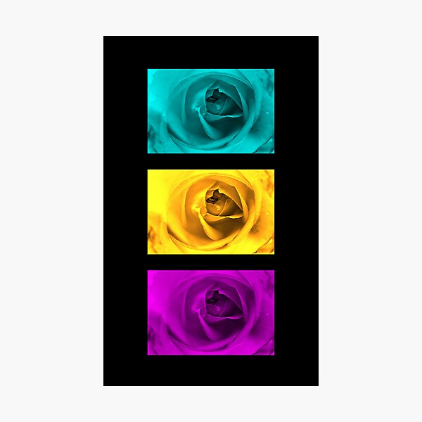 3 Roses Photographic Print