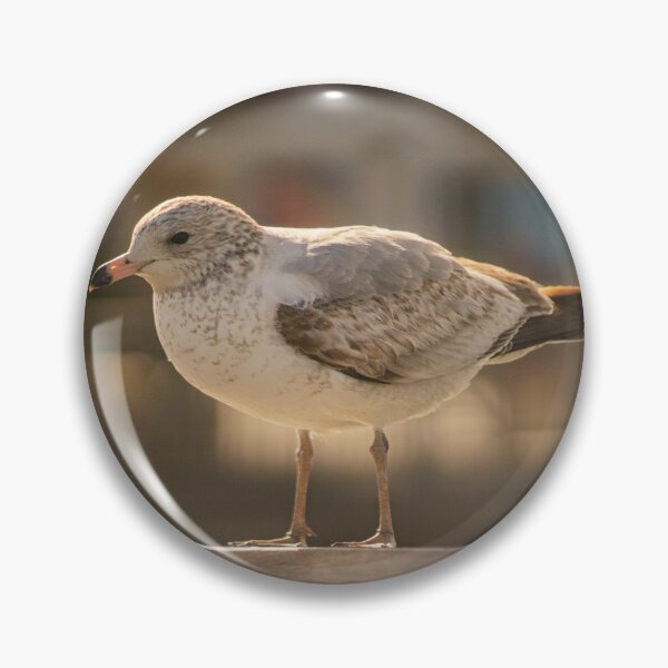 Item preview, California gull in myrtle beach designed and sold by KensLensDesigns.