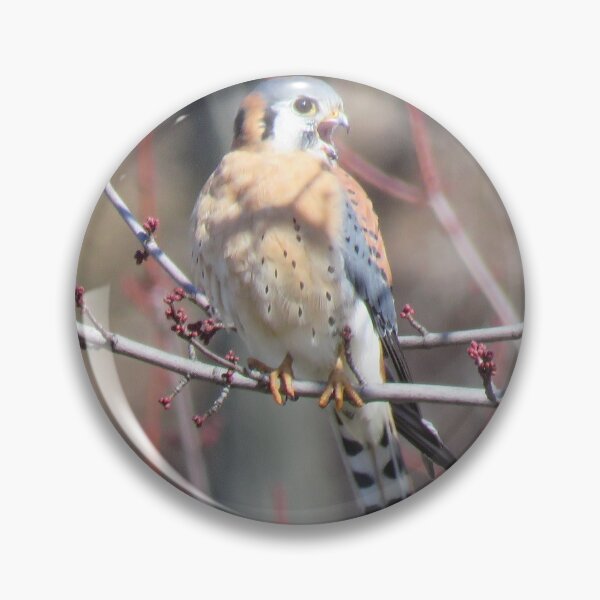 Item preview, Sparrowhawk (American Kestrel) 1 designed and sold by LJSparvero.