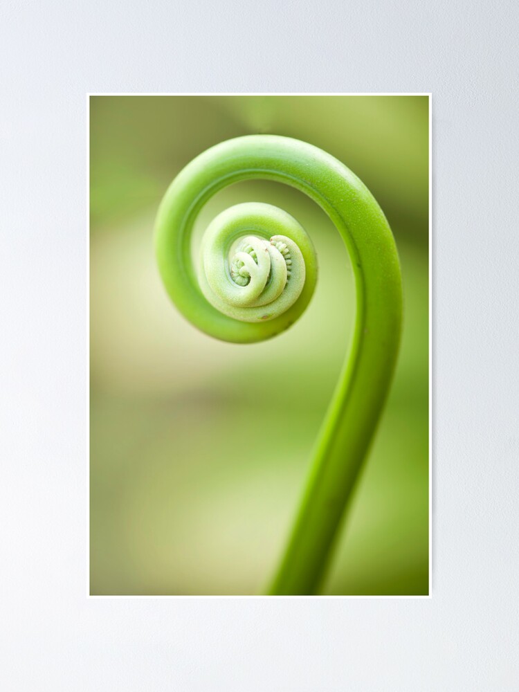 Koru - fern frond