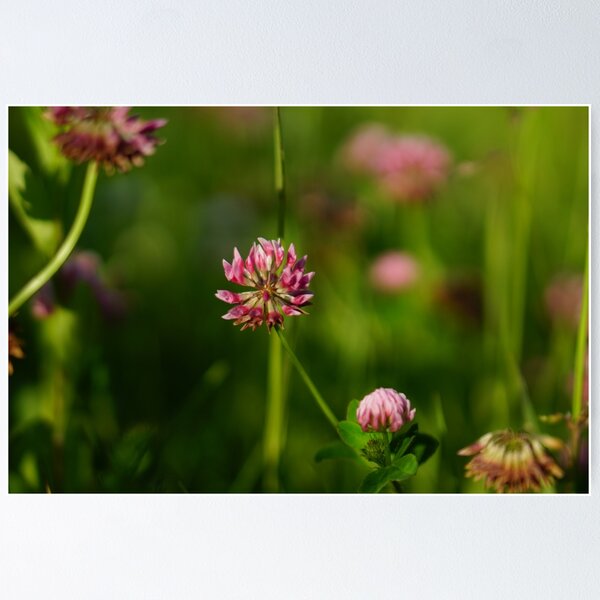Item preview, pretty pink clover blossom designed and sold by distracted.