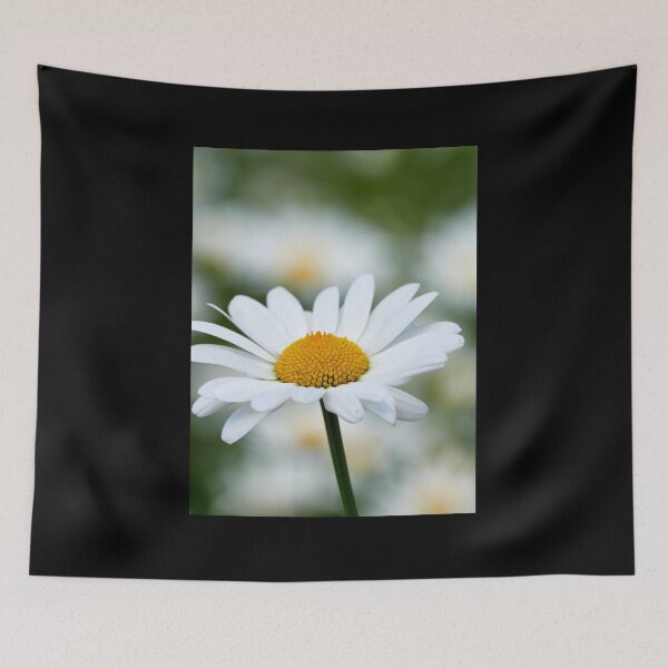 Item preview, Ox-eye daisy 28 designed and sold by Jouko Lehto Photography.