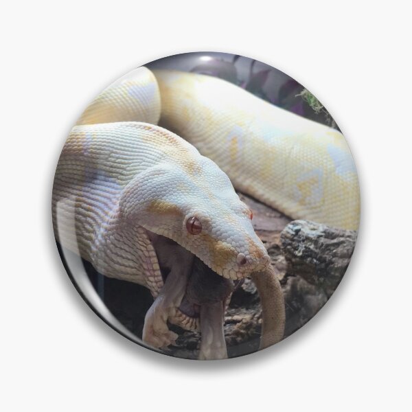 Artikelvorschau, Fütterung Boa Constrictor Foto entworfen und verkauft von bubbaclez.