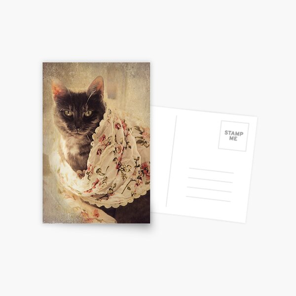 Lovely cat Postcard
