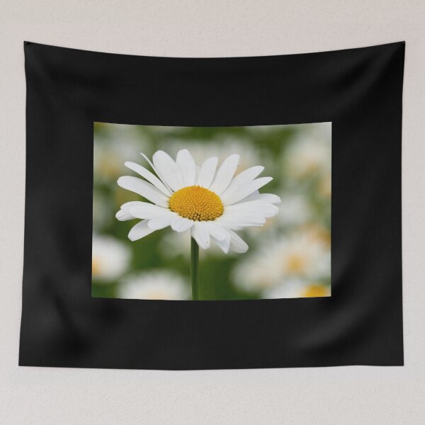 Item preview, Ox-eye daisy 34 designed and sold by Jouko Lehto Photography.