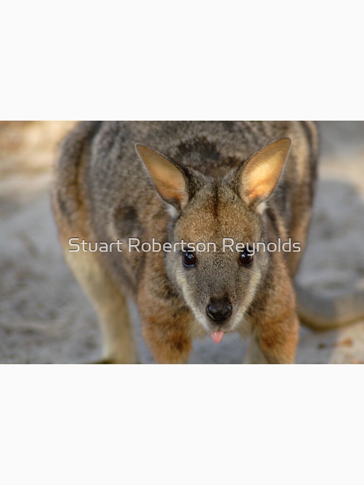 Tammar Wallaby by Sparky2000