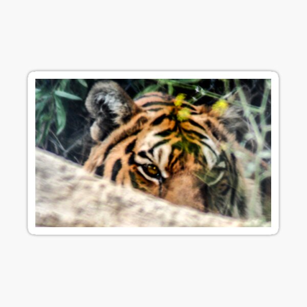 Sticker Tigerstreifen Katze Redbubble