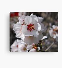 Blossoms Canvas Print