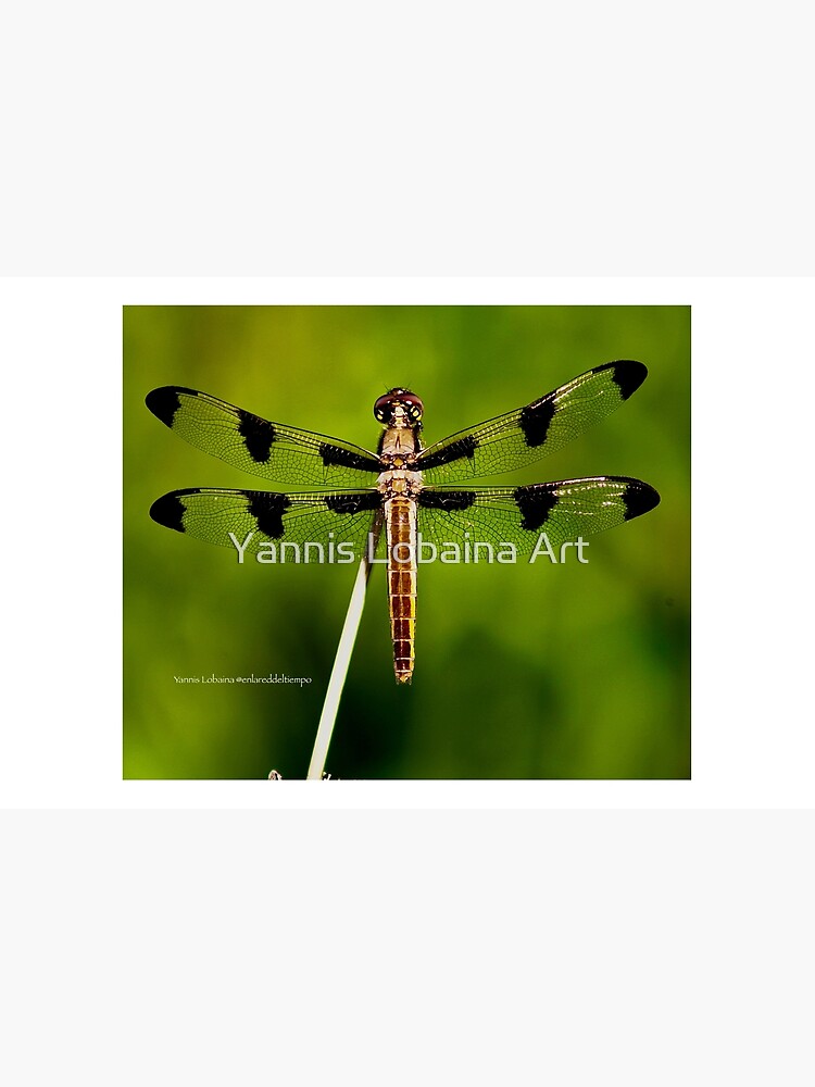 Dragonfly of the enchanted forest by Yannis Lobaina by lobaina1979