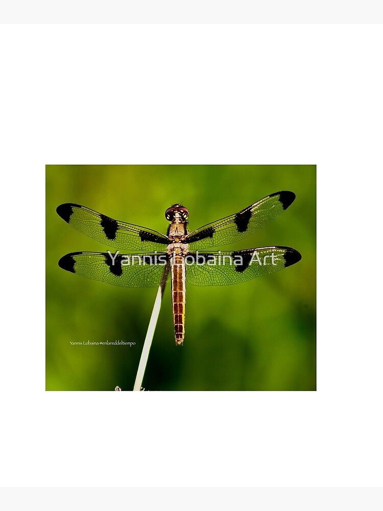 Dragonfly of the enchanted forest by Yannis Lobaina by lobaina1979