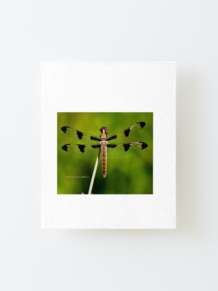 Alternate view of Dragonfly of the enchanted forest by Yannis Lobaina Mounted Print