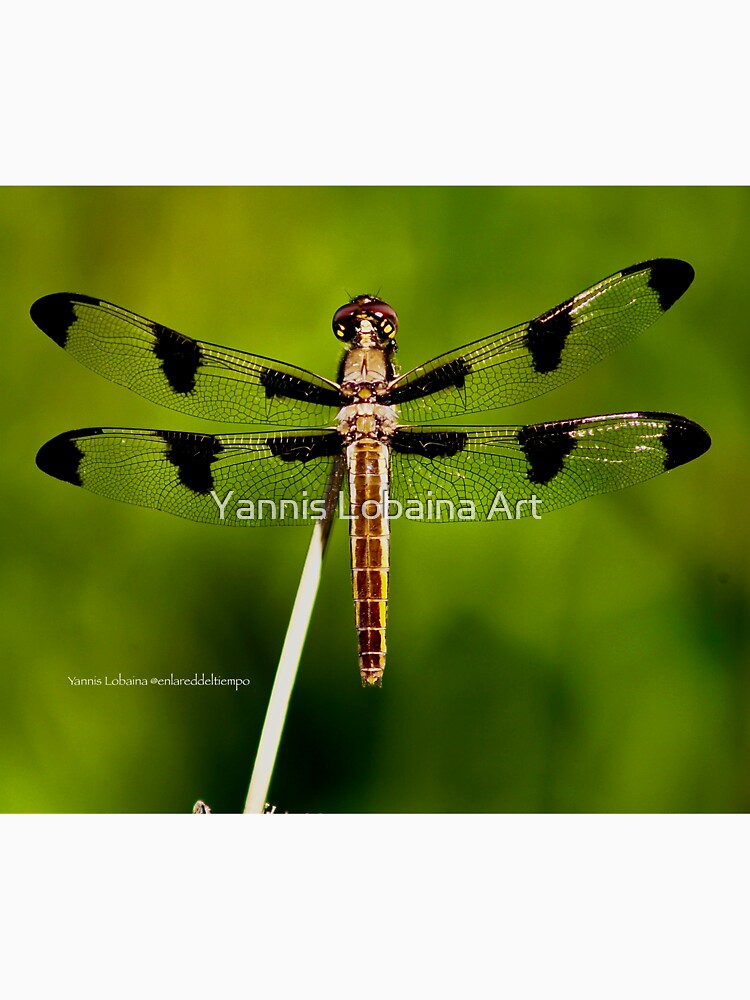 Dragonfly of the enchanted forest by Yannis Lobaina by lobaina1979