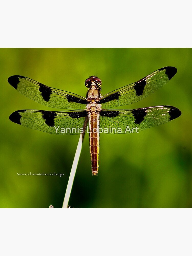 Dragonfly of the enchanted forest by Yannis Lobaina by lobaina1979