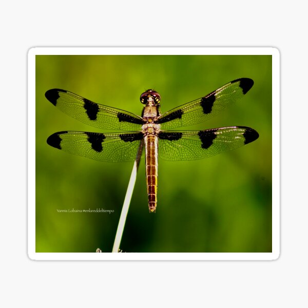 Dragonfly of the enchanted forest by Yannis Lobaina Sticker