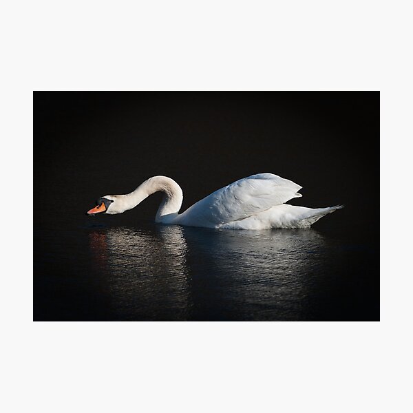 Swan Photographic Print
